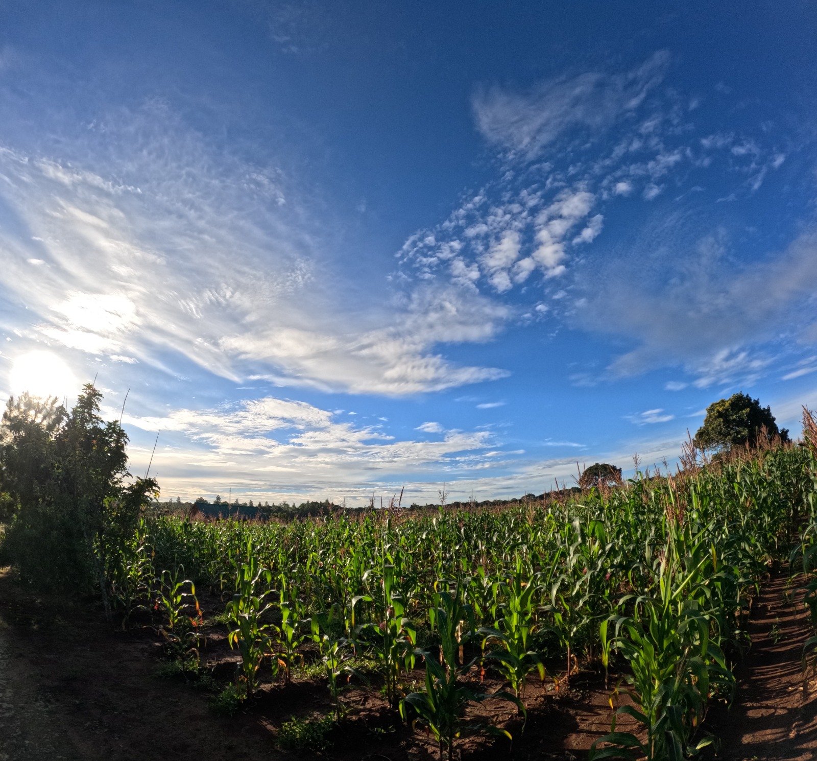 African agriculture and farming